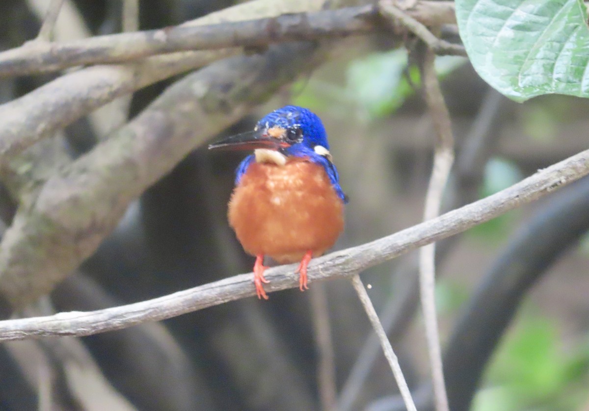 Blue-eared Kingfisher - ML643878841