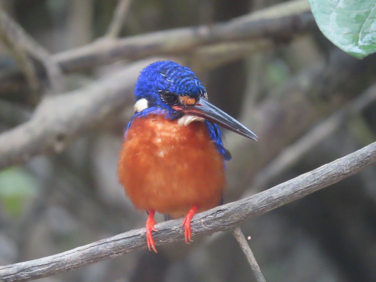 Blue-eared Kingfisher - ML643878842