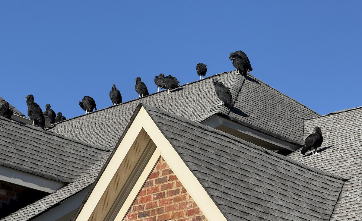 Black Vulture - ML643878853