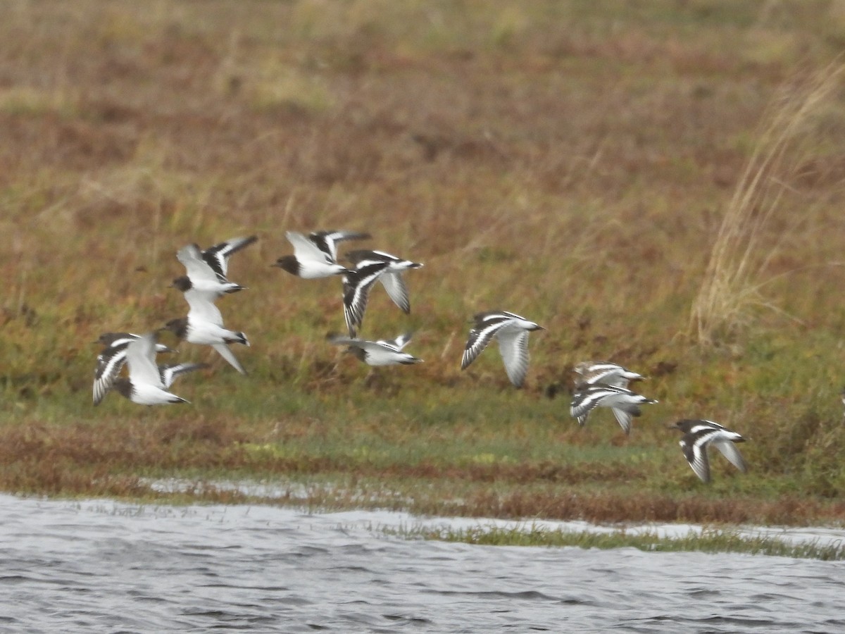 Ruddy Turnstone - ML643878855