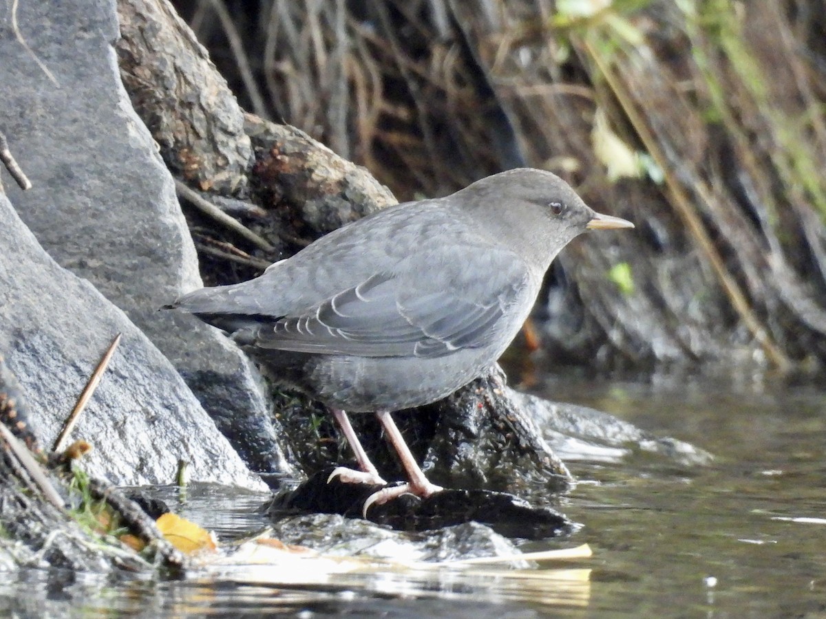 skorec šedý - ML643878869