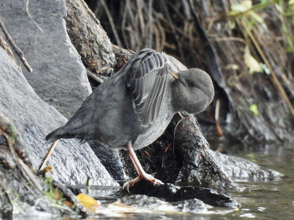 skorec šedý - ML643878870