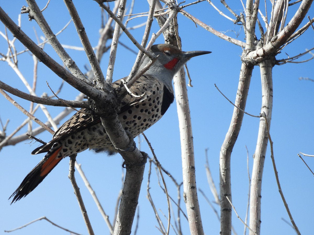 datel zlatý - ML643878874