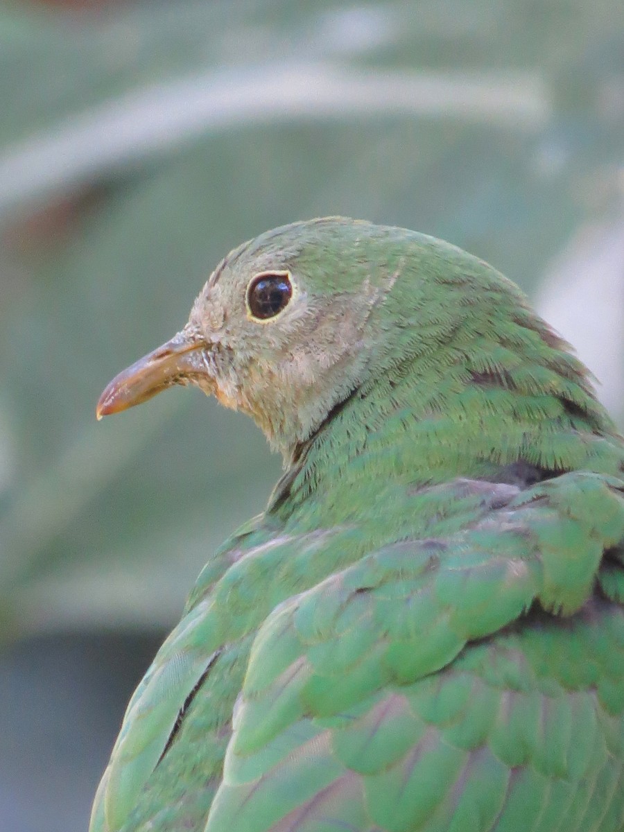 クロアゴヒメアオバト - ML643878882