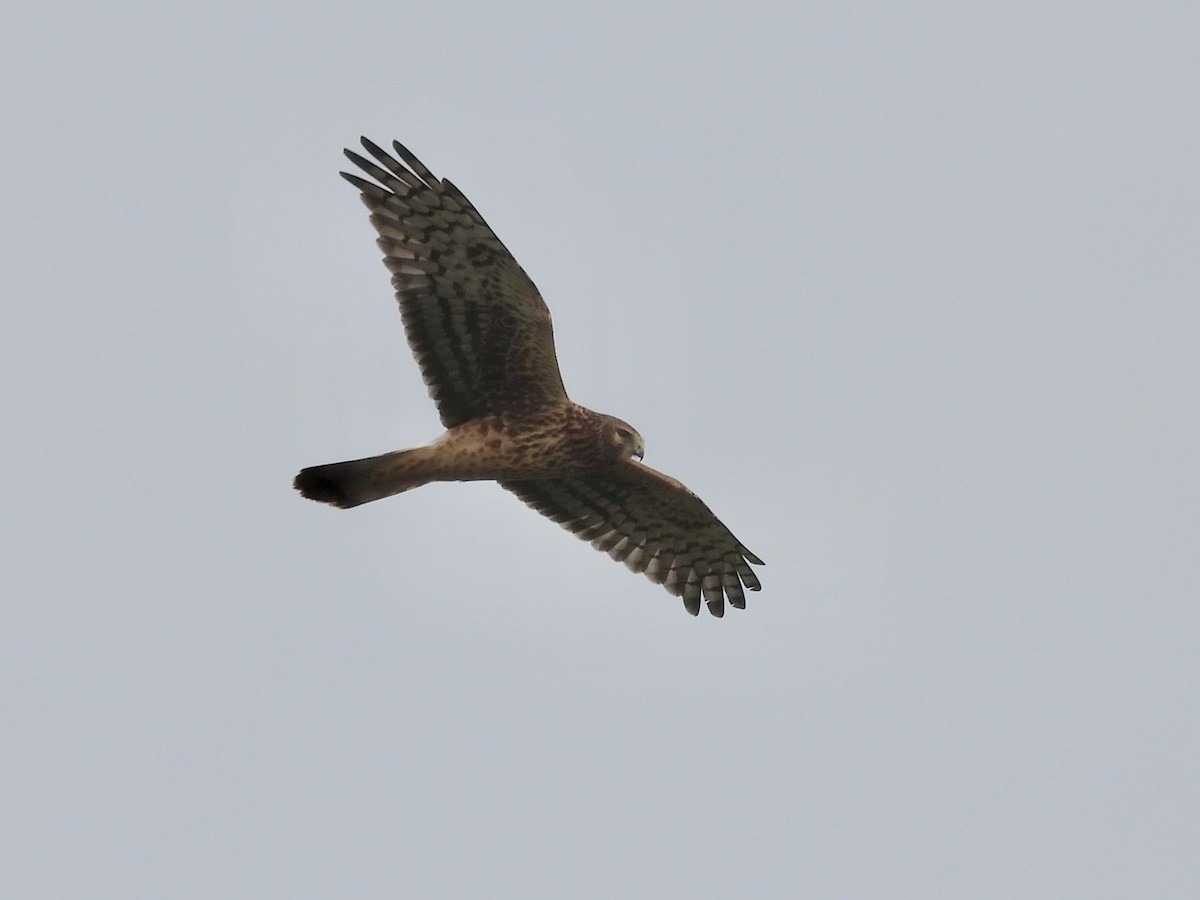 Northern Harrier - ML643878887