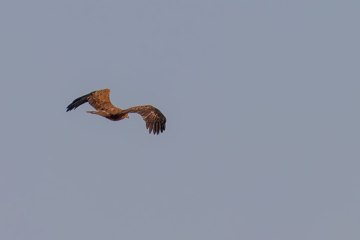 Tawny Eagle - ML643878893