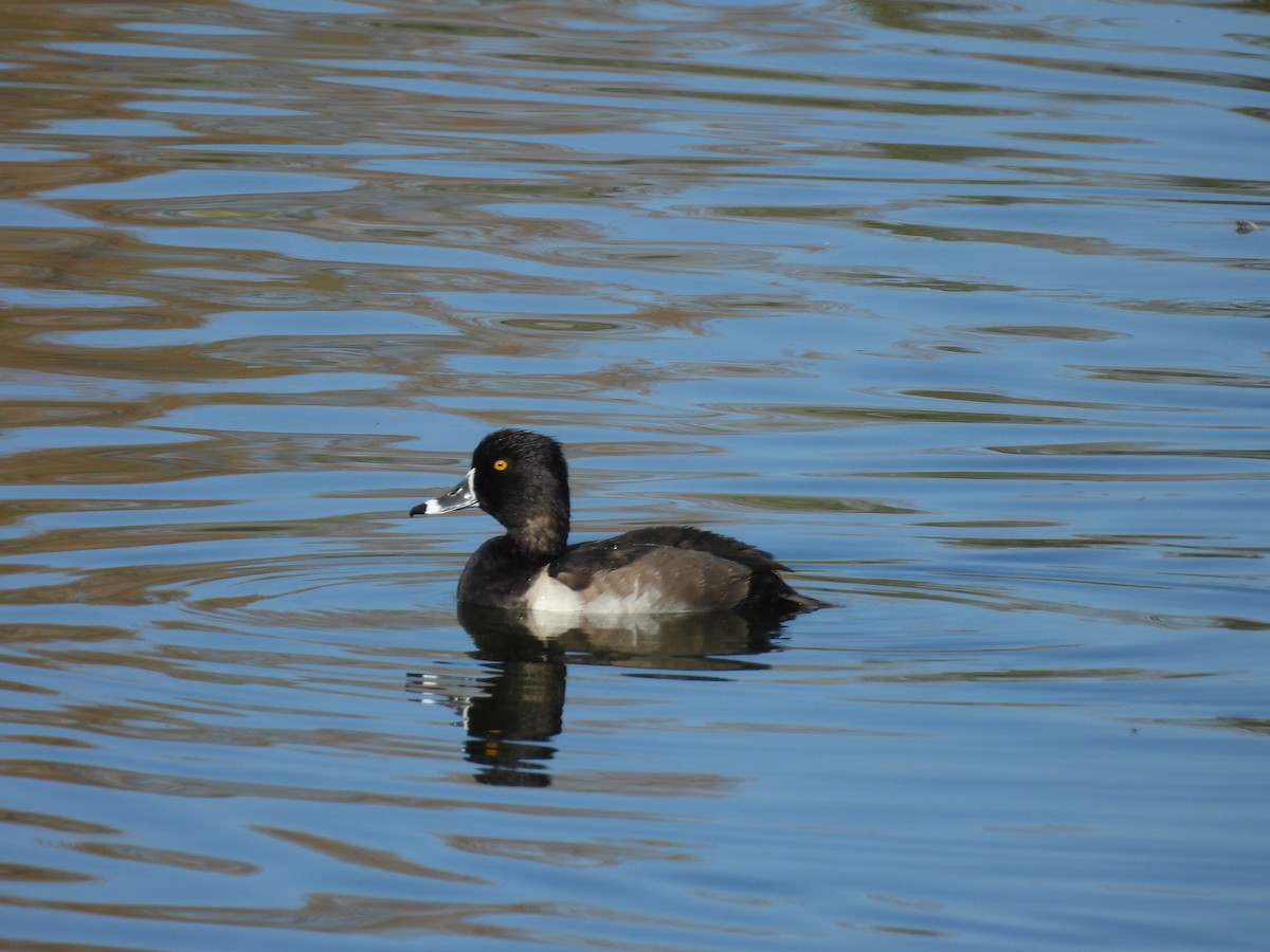 polák proužkozobý - ML643878898
