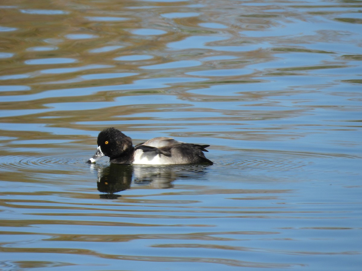 polák proužkozobý - ML643878899