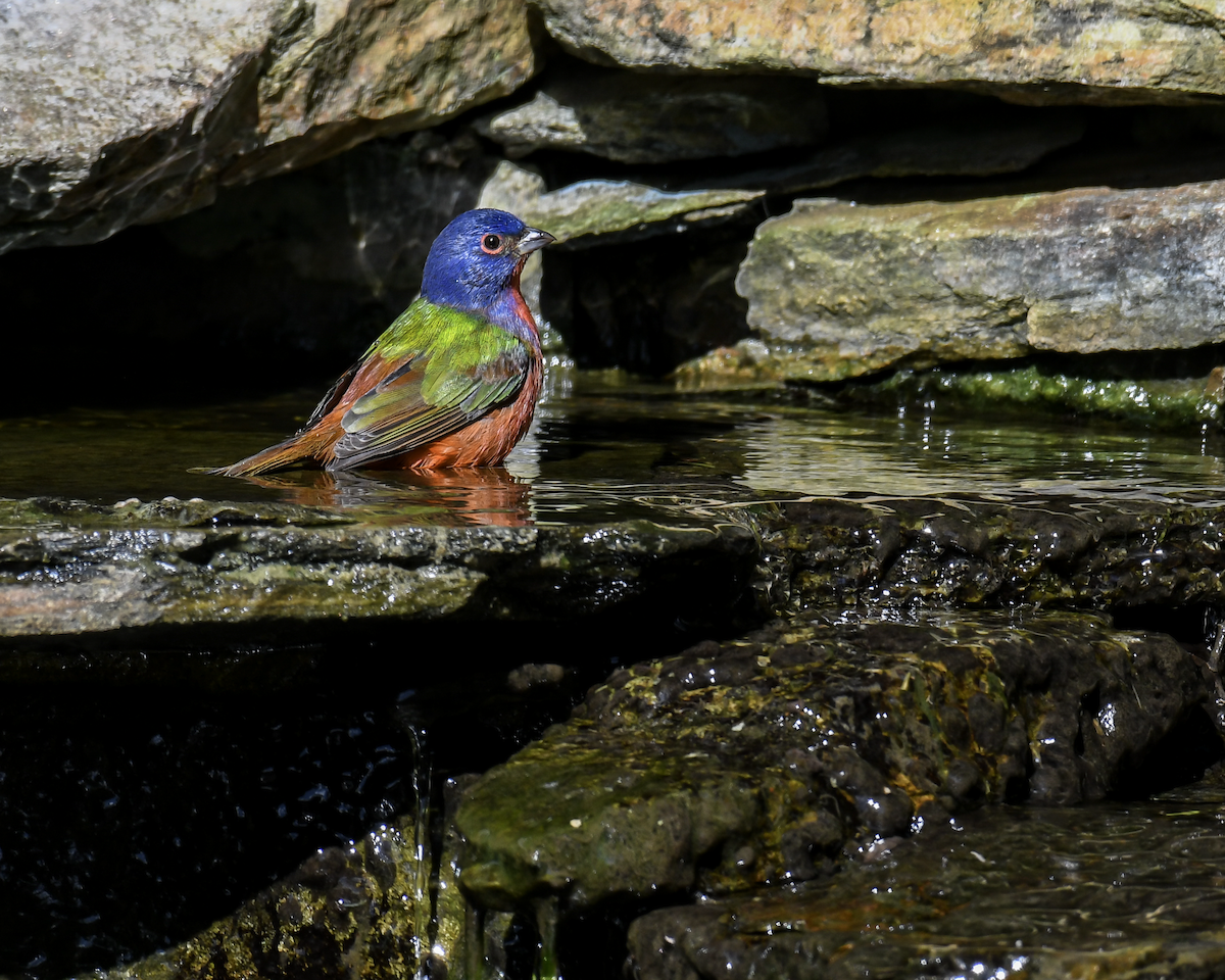 Painted Bunting - ML643878908