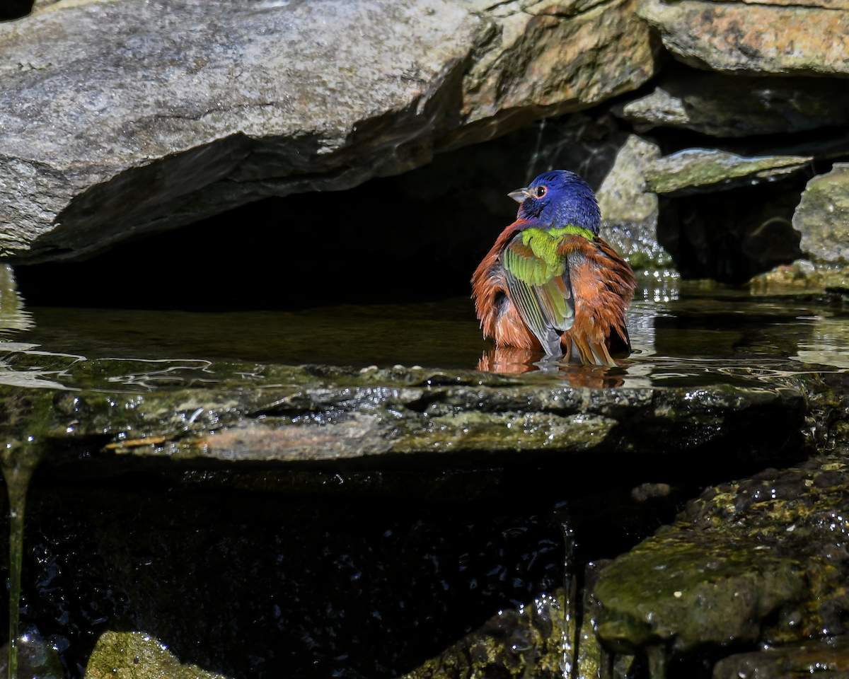 Painted Bunting - ML643878909