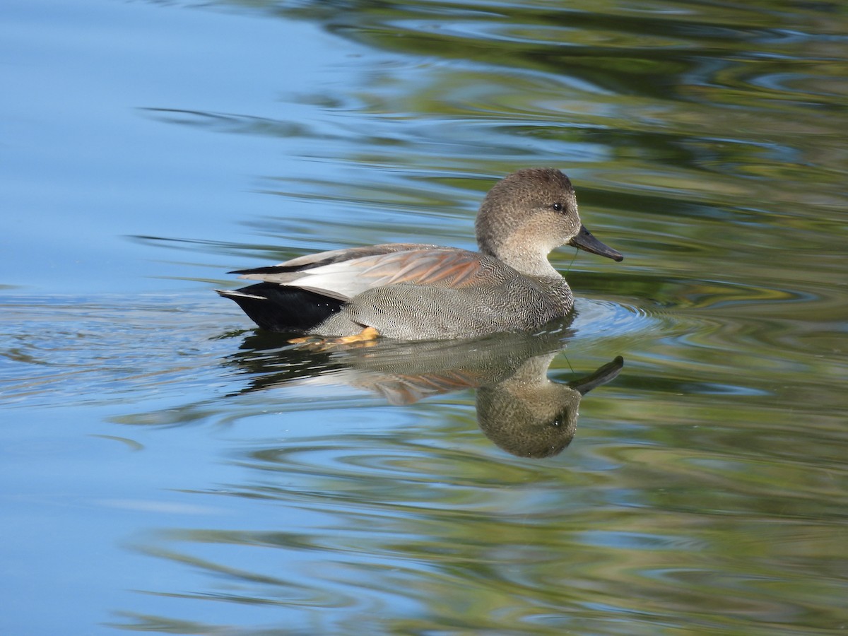 kopřivka obecná - ML643878911