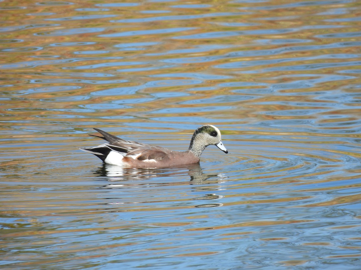 hvízdák americký - ML643878914