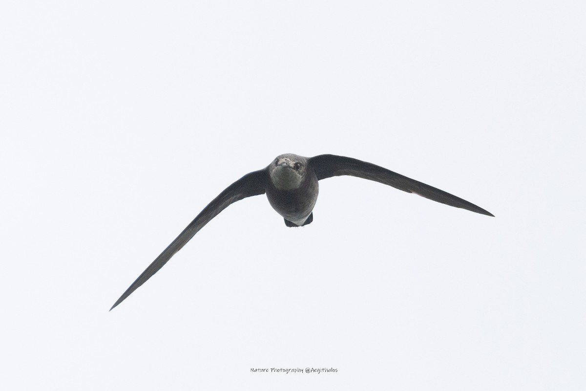 Martinet épineux - ML643878920