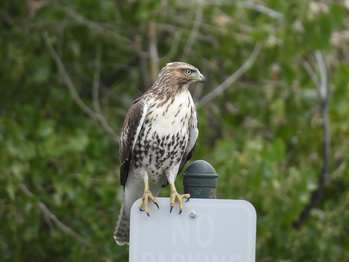 káně rudochvostá - ML643878932