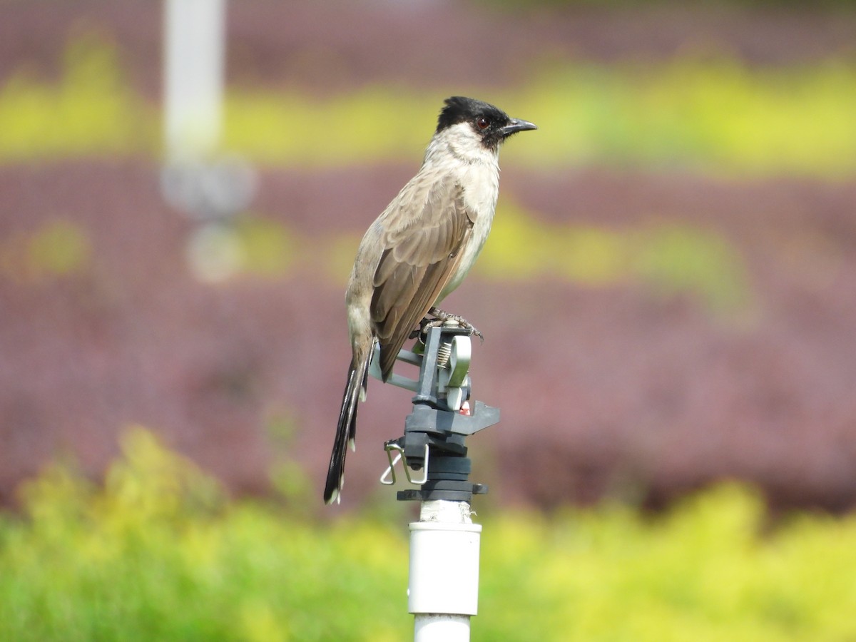 Bulbul Ventridorado - ML643878951