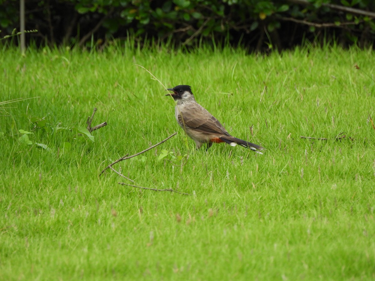 Bulbul Ventridorado - ML643878960