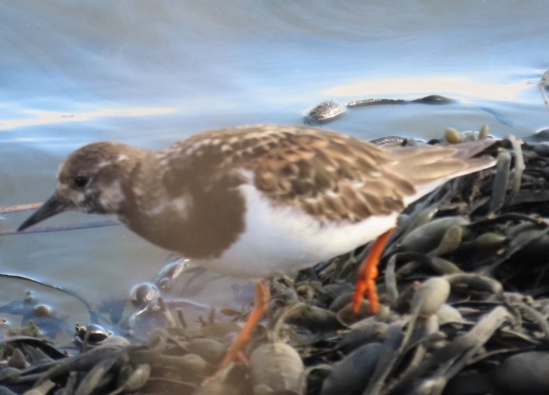 Ruddy Turnstone - ML643878969