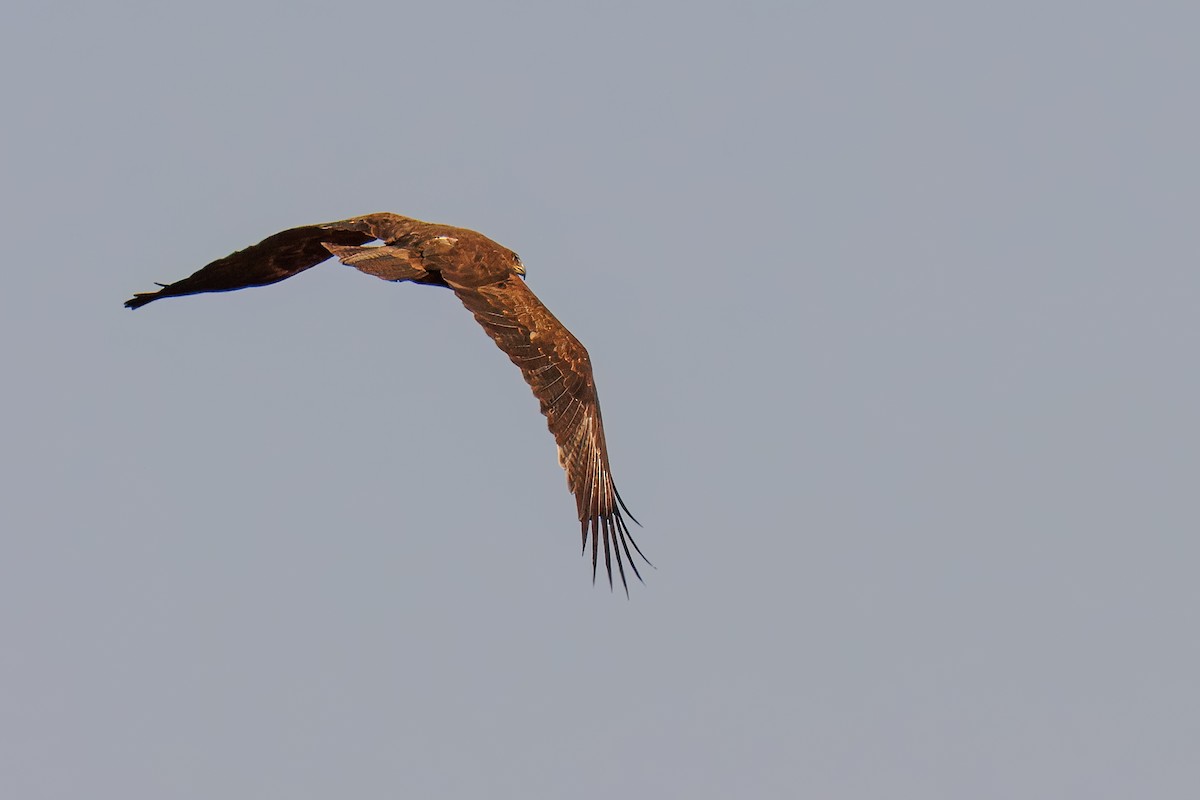 Tawny Eagle - ML643878977