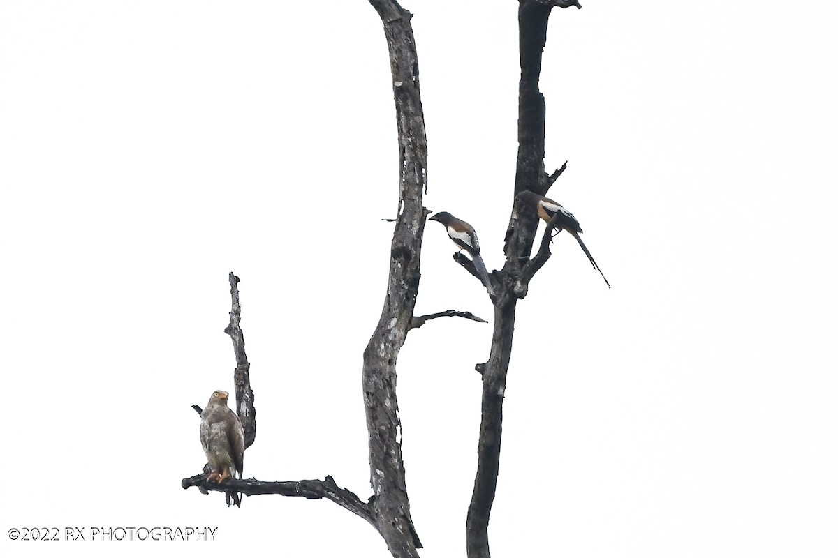 Rufous-winged Buzzard - ML643878987