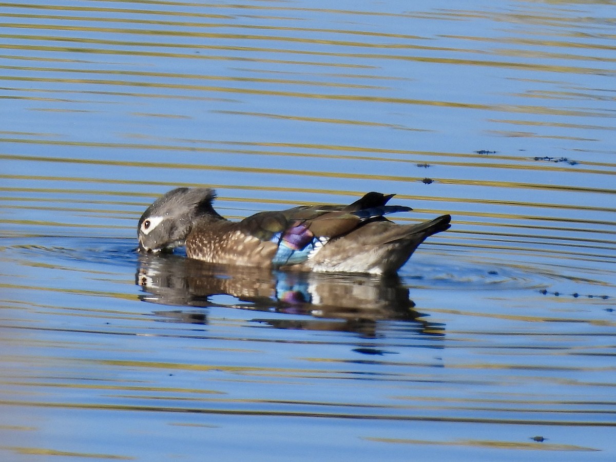 kachnička karolínská - ML643878993