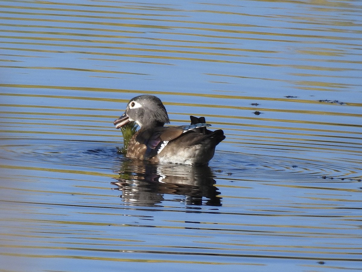 kachnička karolínská - ML643878994