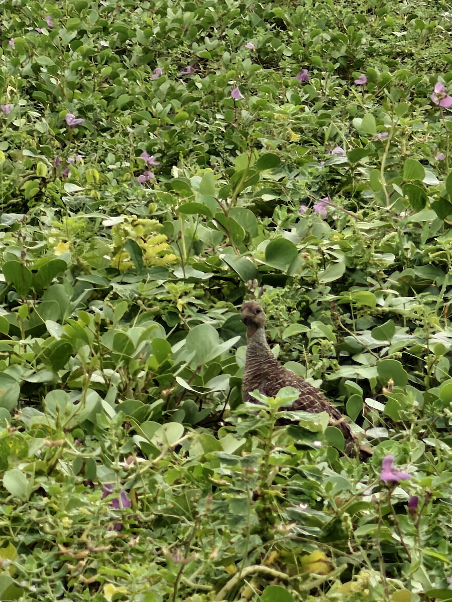 Gray Francolin - ML643878997