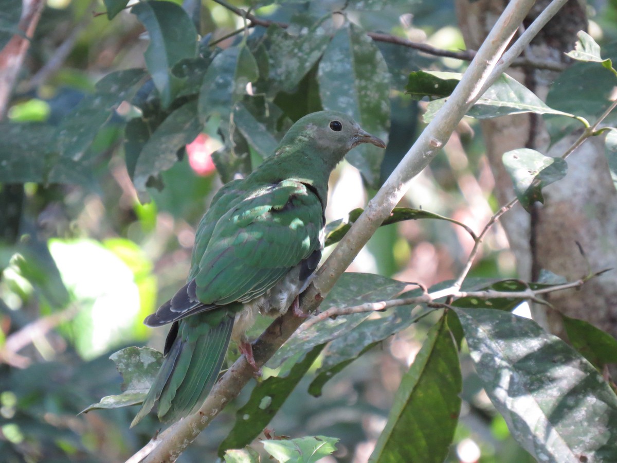 クロアゴヒメアオバト - ML643879014