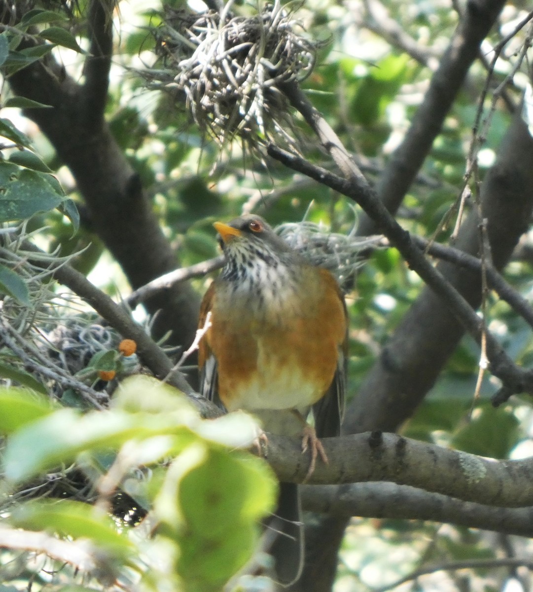 Rufous-backed Robin - ML643879019