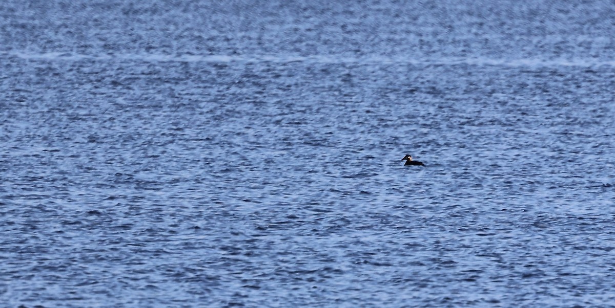 Surf Scoter - ML643879039