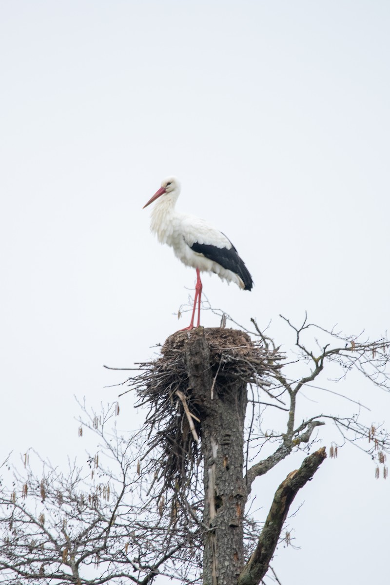 White Stork - ML643879045