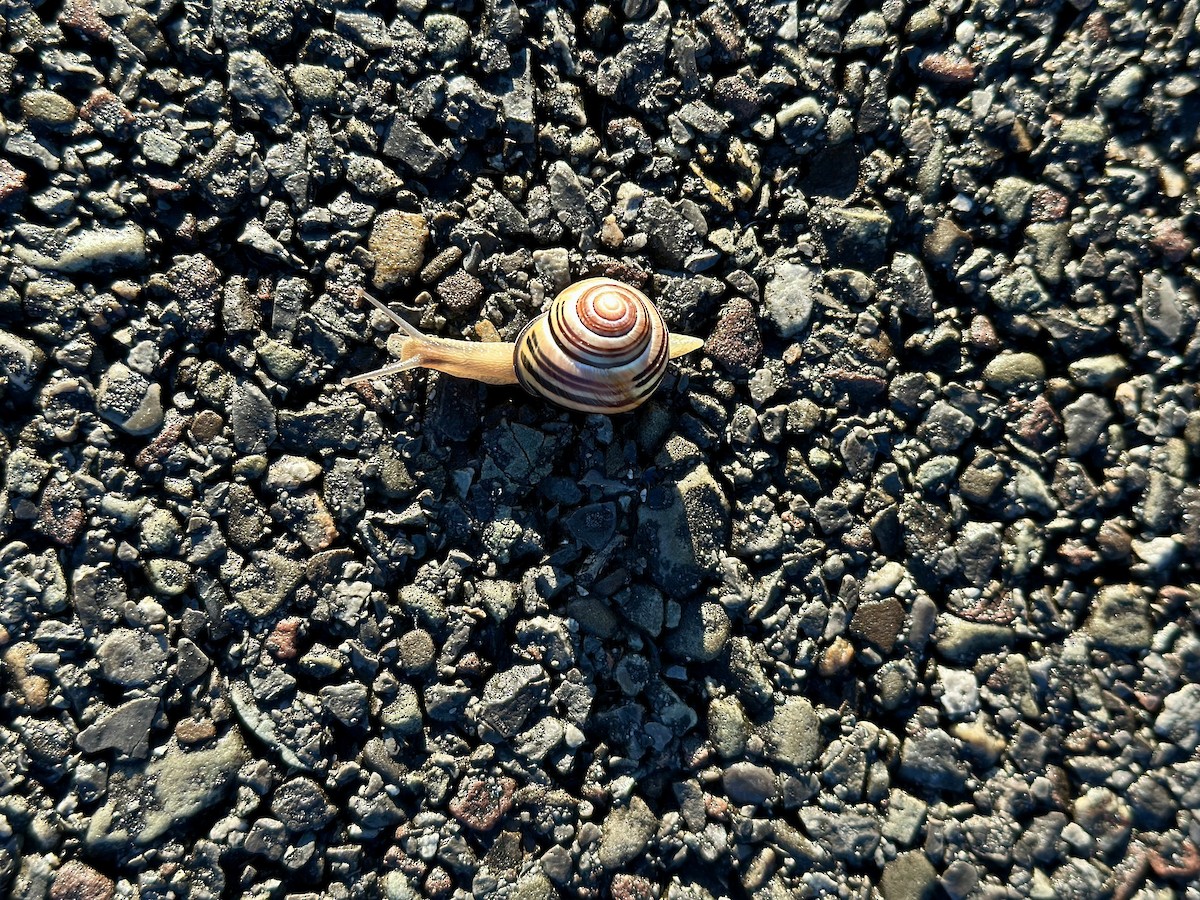 動物界 - ML643879048