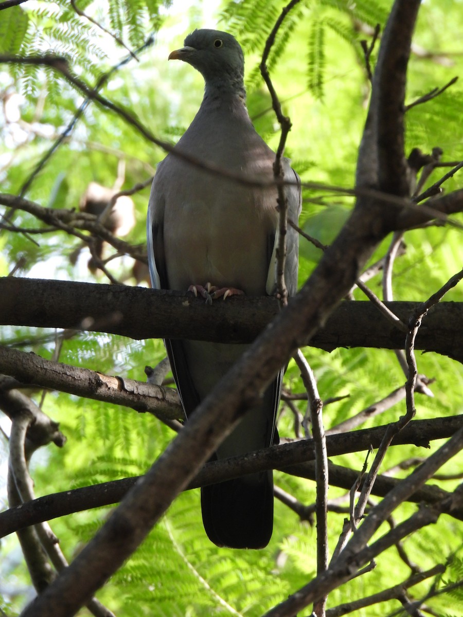 Common Wood-Pigeon - ML643879066