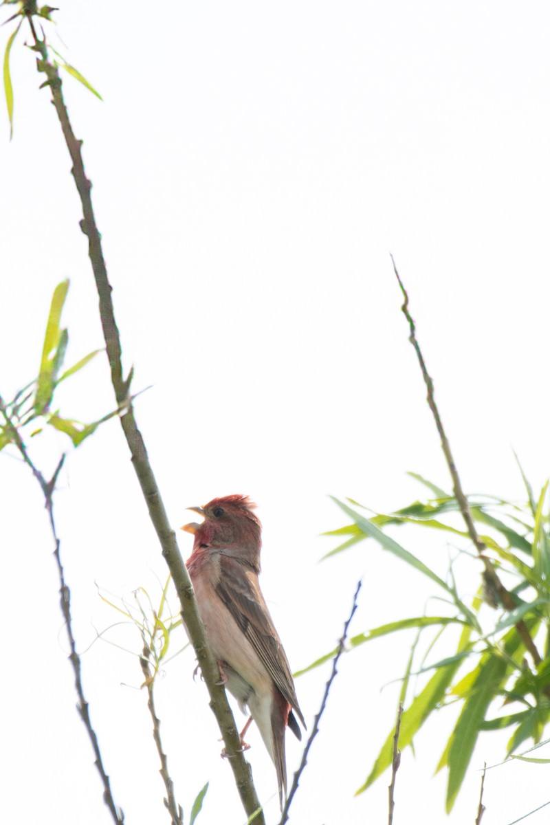 Common Rosefinch - ML643879076