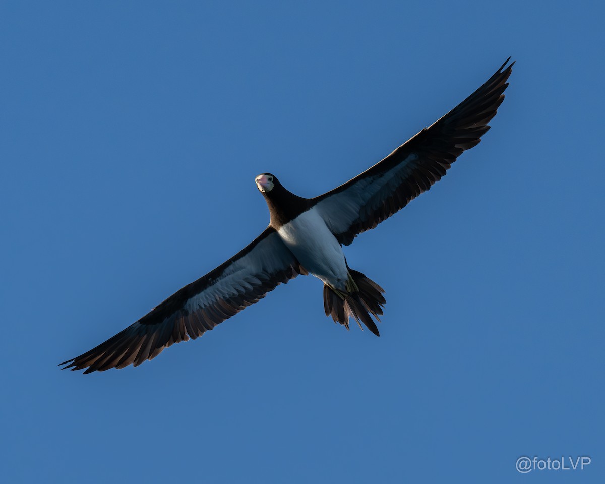Brown Booby - ML643879102