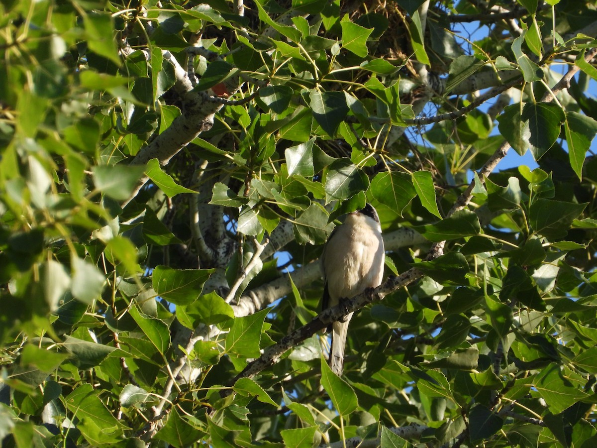 Lesser Gray Shrike - ML643879115