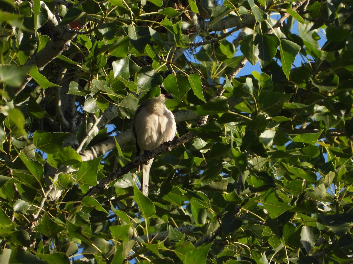 Lesser Gray Shrike - ML643879116