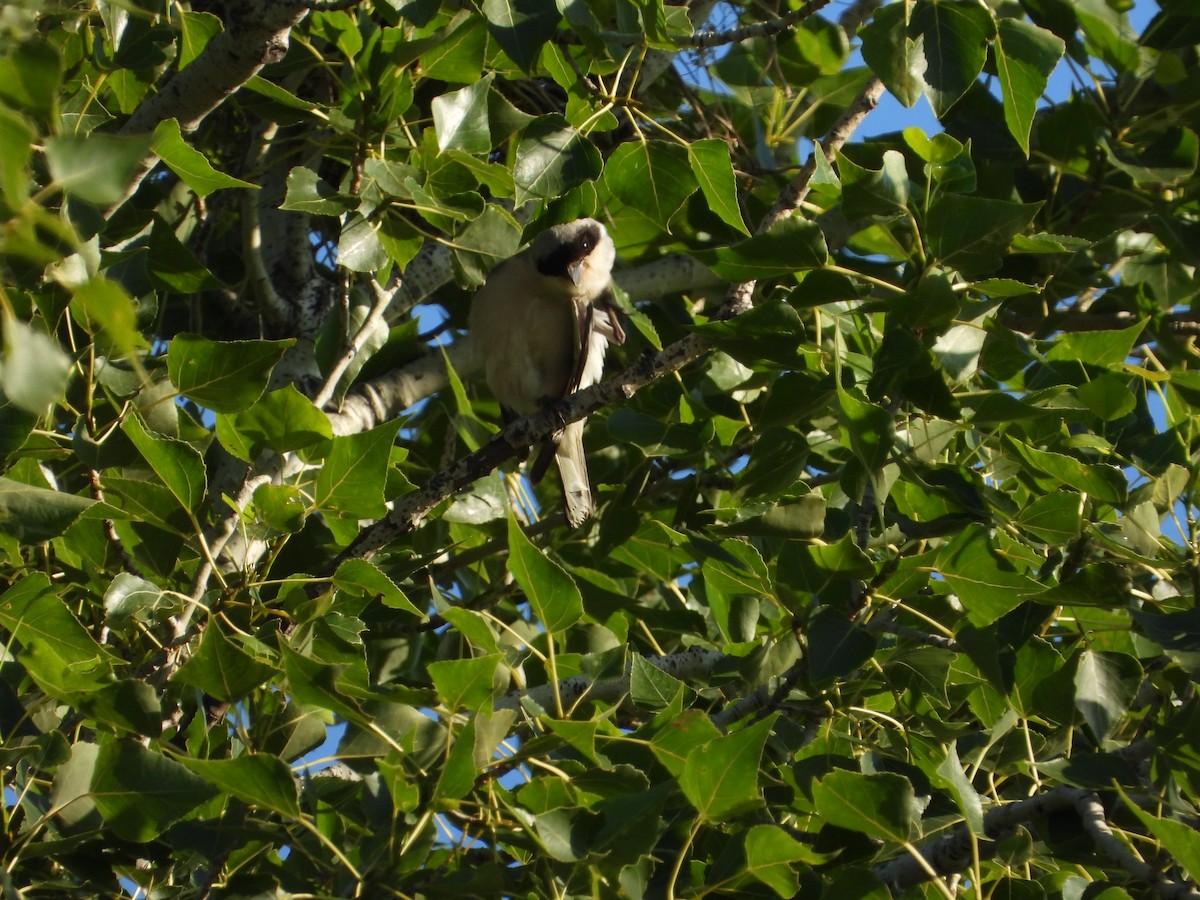 Lesser Gray Shrike - ML643879117