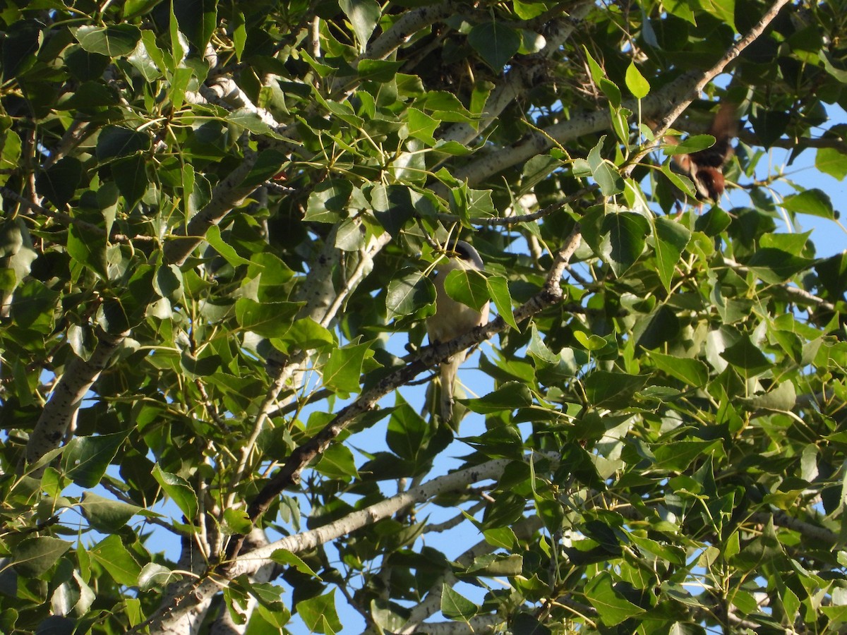 Lesser Gray Shrike - ML643879118