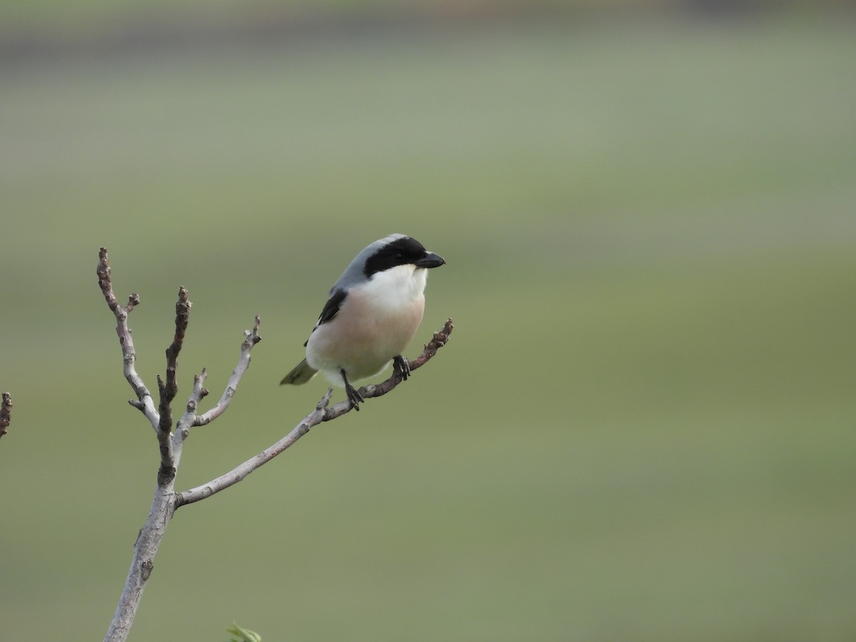 Lesser Gray Shrike - ML643879120
