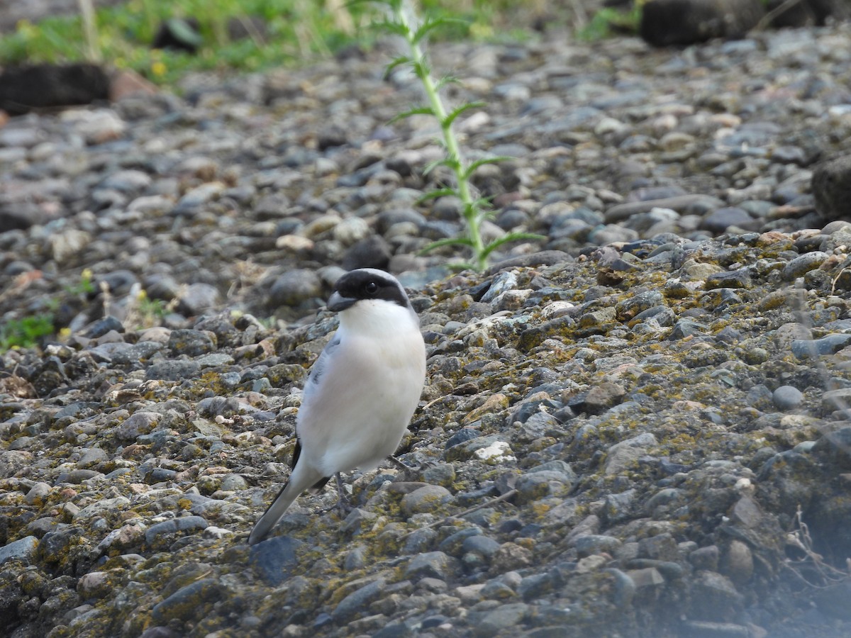 Lesser Gray Shrike - ML643879122