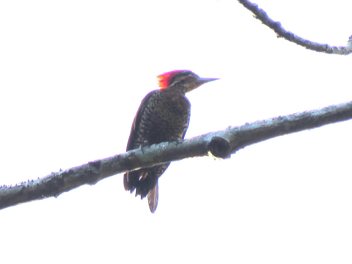 ノドホシミユビゲラ - ML643879131