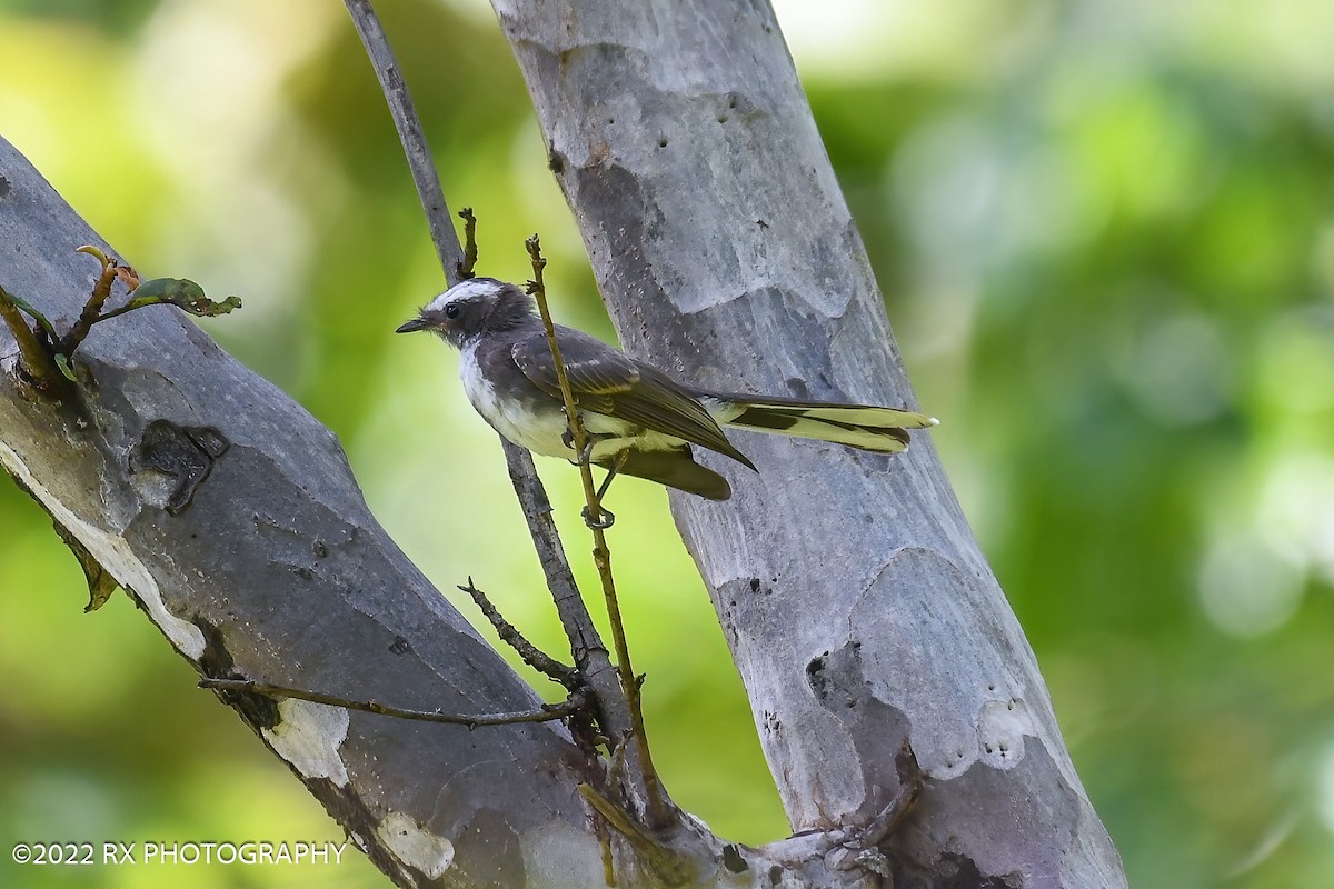 White-browed Fantail - ML643879133