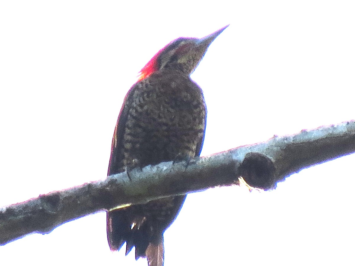 ノドホシミユビゲラ - ML643879143