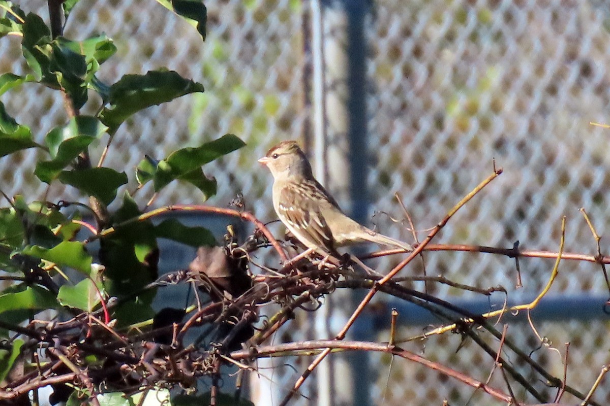 White-crowned Sparrow - ML643879144