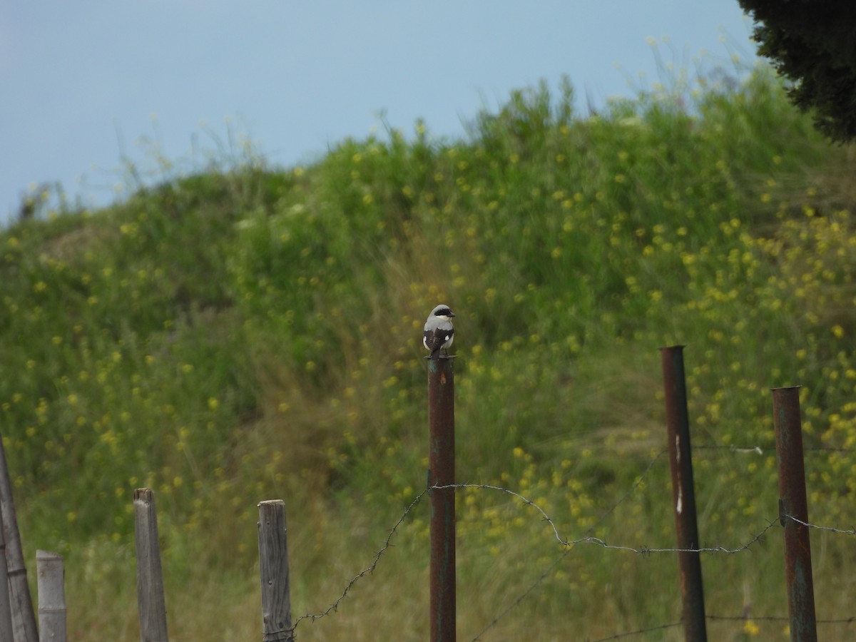 Lesser Gray Shrike - ML643879146