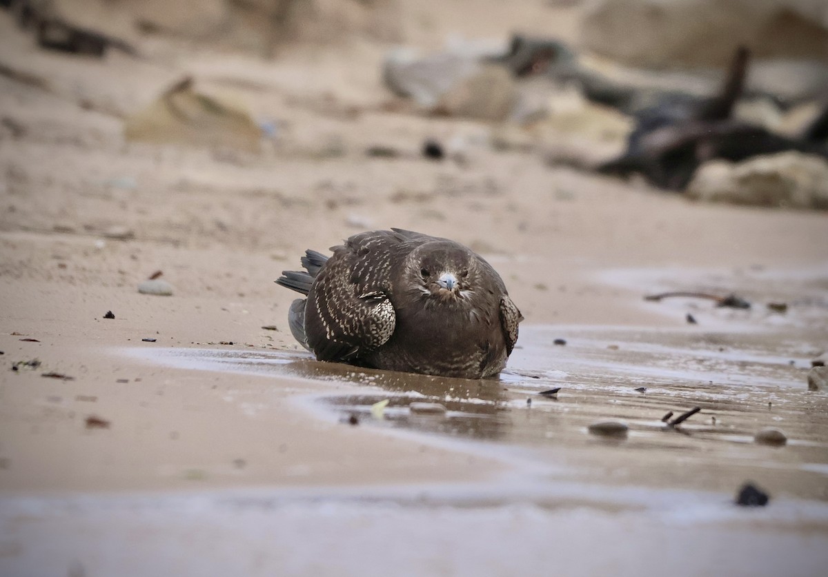 Parasitic Jaeger - ML643879147
