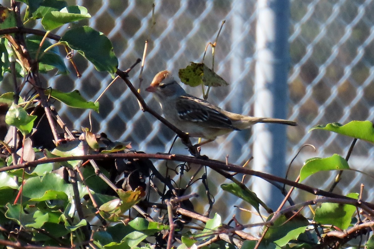 White-crowned Sparrow - ML643879158