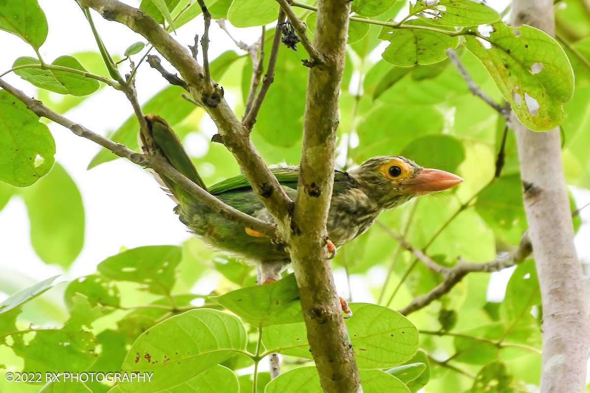 Lineated Barbet - ML643879168