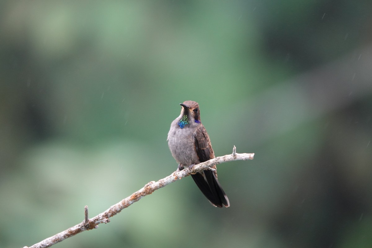 Brown Violetear - ML643879194