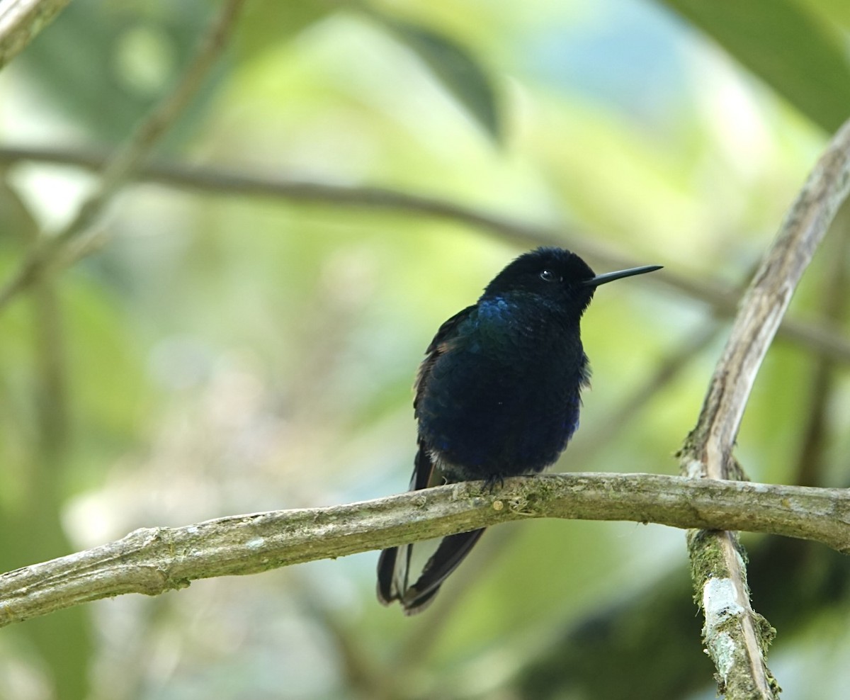 Velvet-purple Coronet - ML643879221